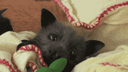 萌宠蝙蝠卖萌GIF动态图片动物gif搞笑图片