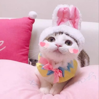 可爱萌宠小猫咪头像图片动物gif搞笑图片