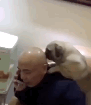 搞笑的狗狗GIF动图动物gif搞笑图片