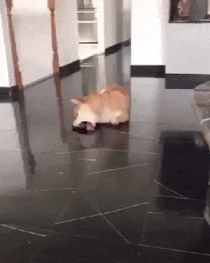 舔狗的搞笑gif动态表情包图片动物gif搞笑图片