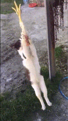 猫咪偷吃嘴馋的搞笑动图动物gif搞笑图片