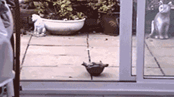 狗狗温暖正能量的GIF动态图片动物gif搞笑图片