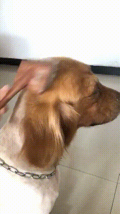 可爱的狗狗金毛梳毛美容GIF动图动物gif搞笑图片