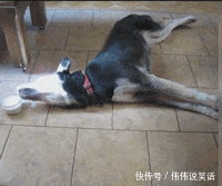 狗狗喝水的搞笑动图动物gif搞笑图片