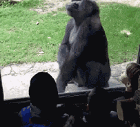 大猩猩的搞笑GIF动图动物gif搞笑图片