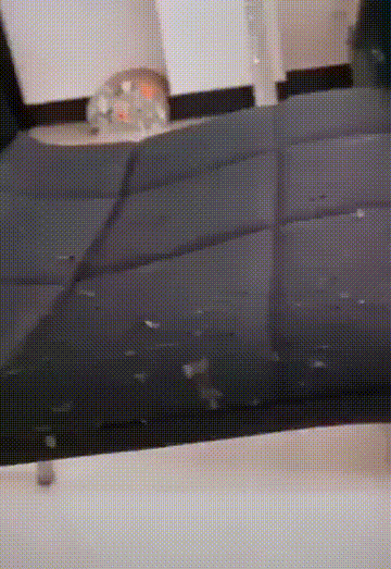 猫咪拆家挠沙发的搞笑动态图动物gif搞笑图片