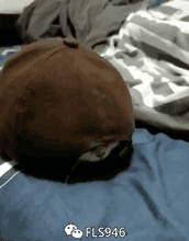 可爱呆萌的猫咪GIF动图动物gif搞笑图片