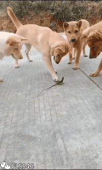 猫咪抓老鼠的搞笑GIF动图动物gif搞笑图片