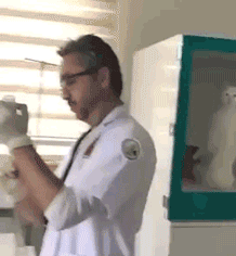 呆萌可爱的猫咪gif动态图片动物gif搞笑图片