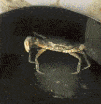 顽强反抗动物gif搞笑图片