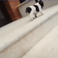 小短腿狗狗下楼梯的新方法动物gif搞笑图片