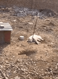 装死？锅烧热下锅！动物gif搞笑图片