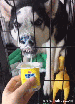 狗子：你等着，给我出去你就准备买新沙发吧动物gif搞笑图片