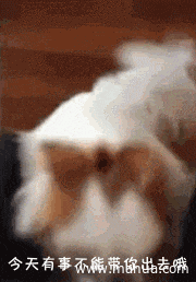 狗子得知今天不能出去玩的噩耗动物gif搞笑图片