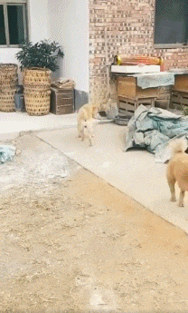 狗子今天是什么日子，这么嗨动物gif搞笑图片