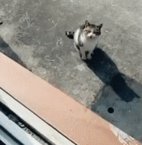 猫：你是不是故意找事的....动物gif搞笑图片
