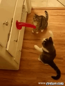 兄弟，铲屎的每天都这么玩。我闻闻是什么味，额好骚动物gif搞笑图片