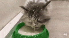 这啥呀也太好喝了，在来几口_搞笑动物动态图动物gif搞笑图片