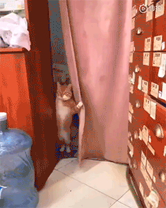 来呀大爷，进来玩呀！动物gif搞笑图片