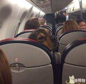 动物界的扛把子动物gif搞笑图片