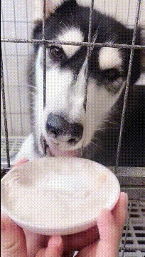 看来这只二哈是纯的动物gif搞笑图片