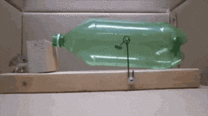 老鼠：满满的套路动物gif搞笑图片