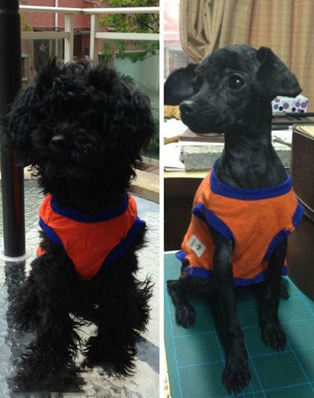 理发完前和理发完后...动物gif搞笑图片