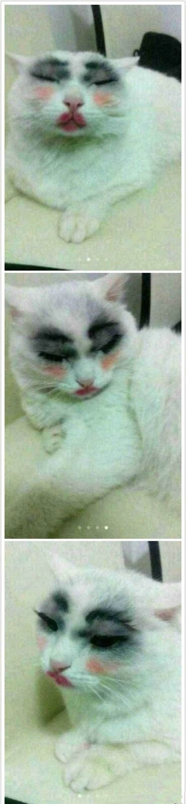 有个喜欢化妆的女生是这样的动物gif搞笑图片