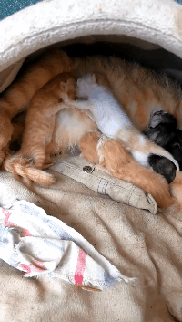 这才出来就开干，以后长大还得了动物gif搞笑图片