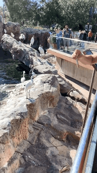 这年头吃点食物还有人抢动物gif搞笑图片