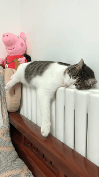 这暖气舒服呀动物gif搞笑图片