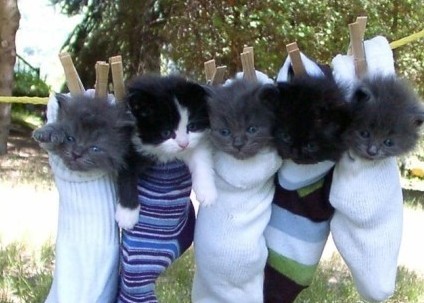 主人给我们洗澡了把我们晾在这...动物gif搞笑图片