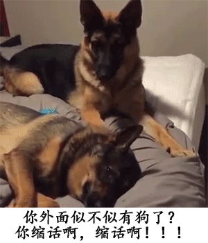 婚后的生活是这样的动物gif搞笑图片