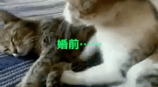 婚前和婚后动物gif搞笑图片