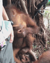 味道怎么样动物gif搞笑图片