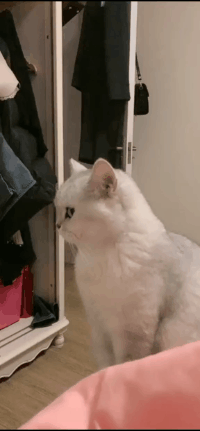 像不像你女朋友生气的时候动物gif搞笑图片