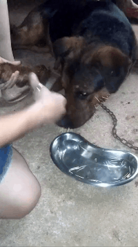 刺猬死了，狗子还活着，看着都疼动物gif搞笑图片