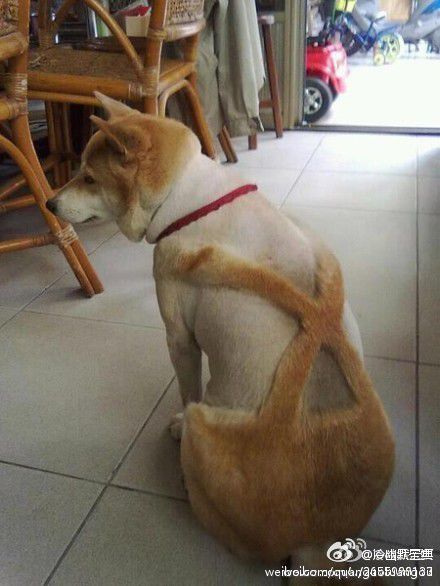 狗子一激动居然尿了动物gif搞笑图片