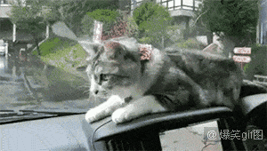 这猫的反应实在是快呀动物gif搞笑图片