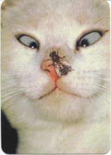 鼻子上有蚊子动物gif搞笑图片