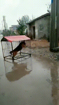 狗子，你是被关了多久才这样动物gif搞笑图片