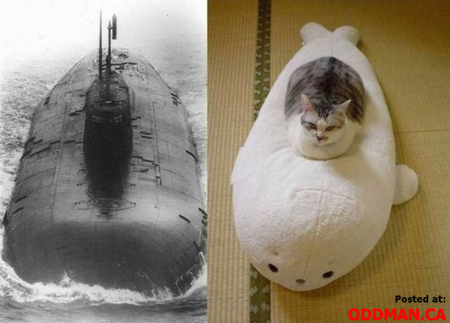 你模仿我的样子但是模仿不了我的身体动物gif搞笑图片