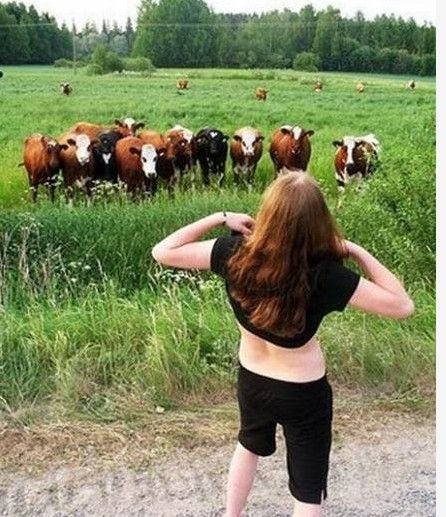 牛：对面那个奶子比我的大呀动物gif搞笑图片