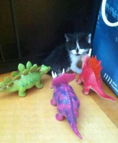 主人快救我，有好多怪兽动物gif搞笑图片