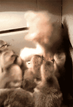 走，你们都走开动物gif搞笑图片