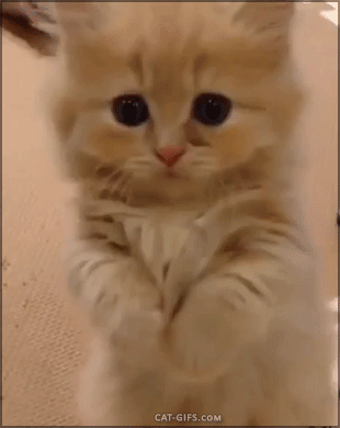 求求你，在给一条小鱼干...动物gif搞笑图片