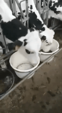 公牛：我吃个饭容易吗，吃慢了就被隔壁母牛拿走了动物gif搞笑图片