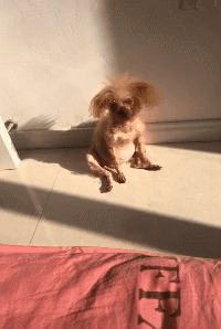 一只狗子活生生变成树懒动物gif搞笑图片