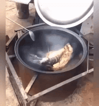 鱼：赶紧去拿佐料，我自己来动物gif搞笑图片