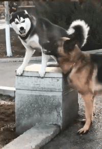 二哈，吵架出来没输过，大家出来没赢过动物gif搞笑图片